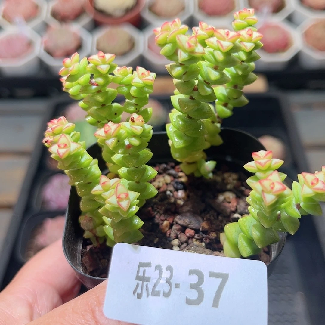 乐23-37 小米星不包整