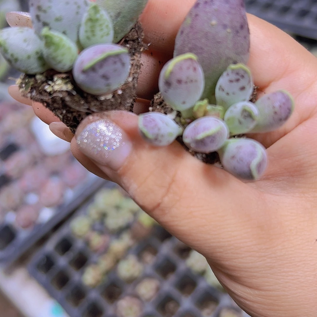 小海豹3个19包邮多肉植物