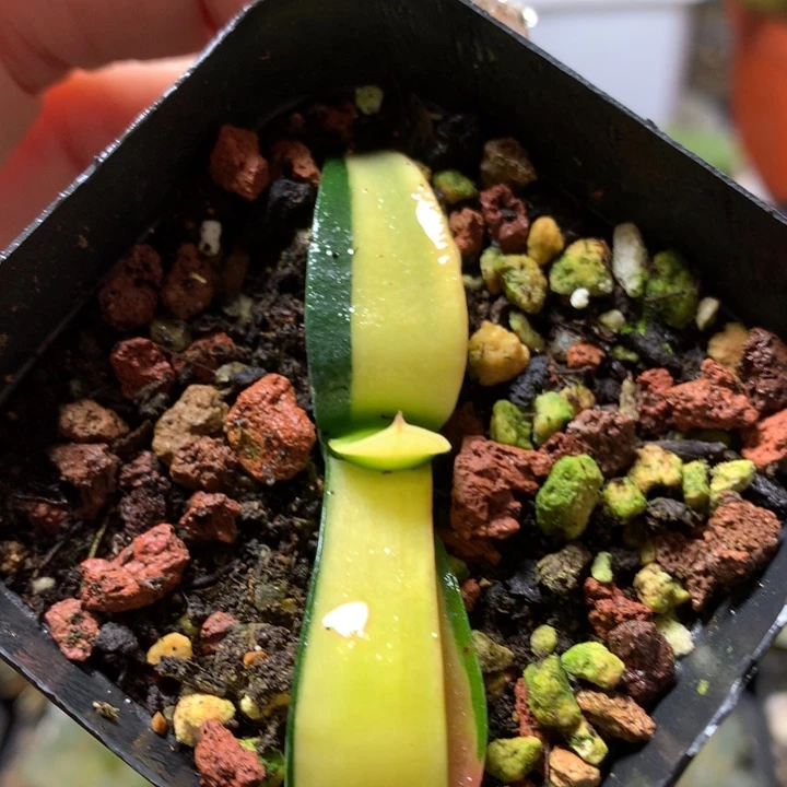 卧牛锦带盆土发货哦