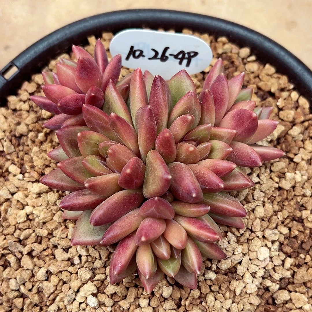 1026-49迷雾泡泡群。