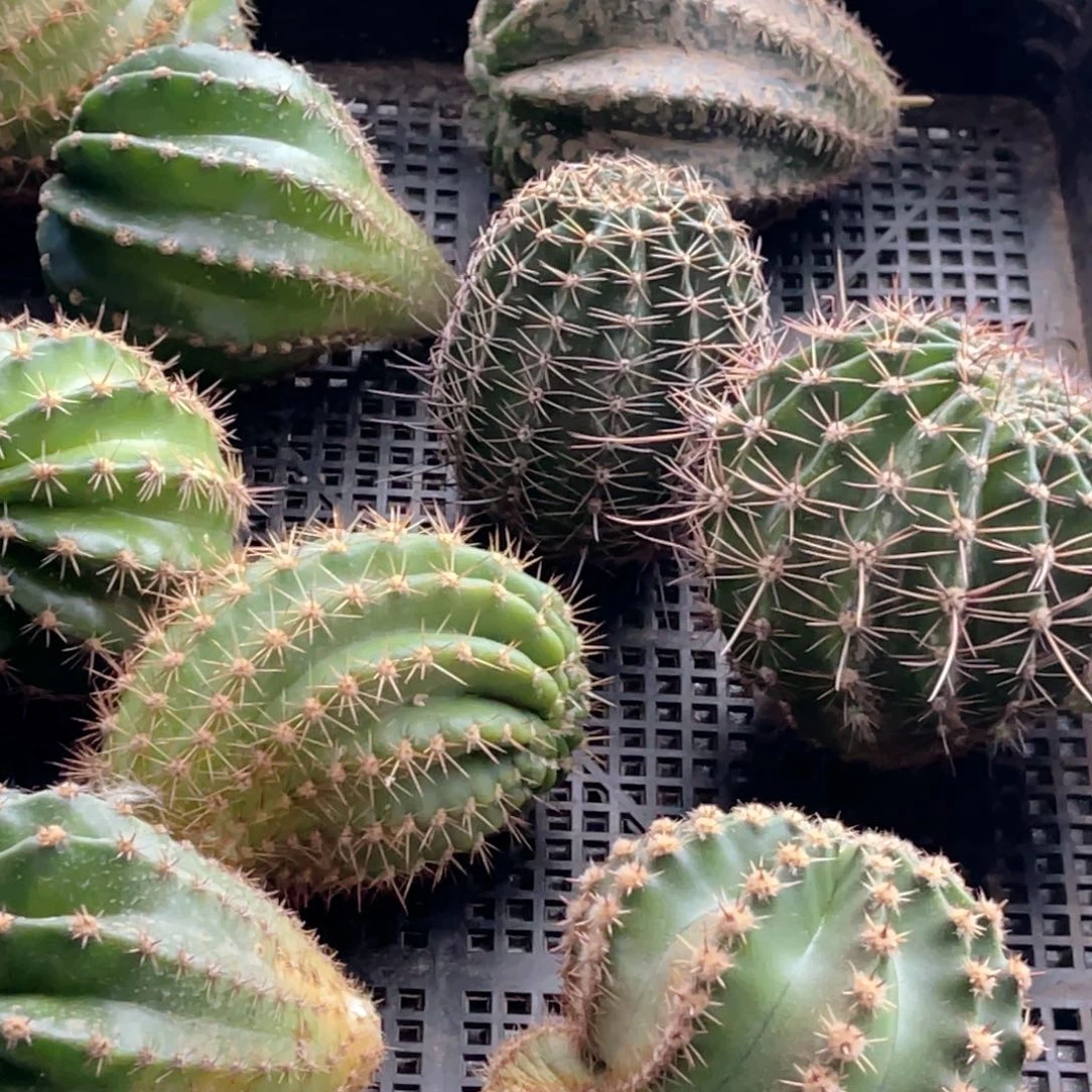 04号 彩草 9个 无根 侧芽