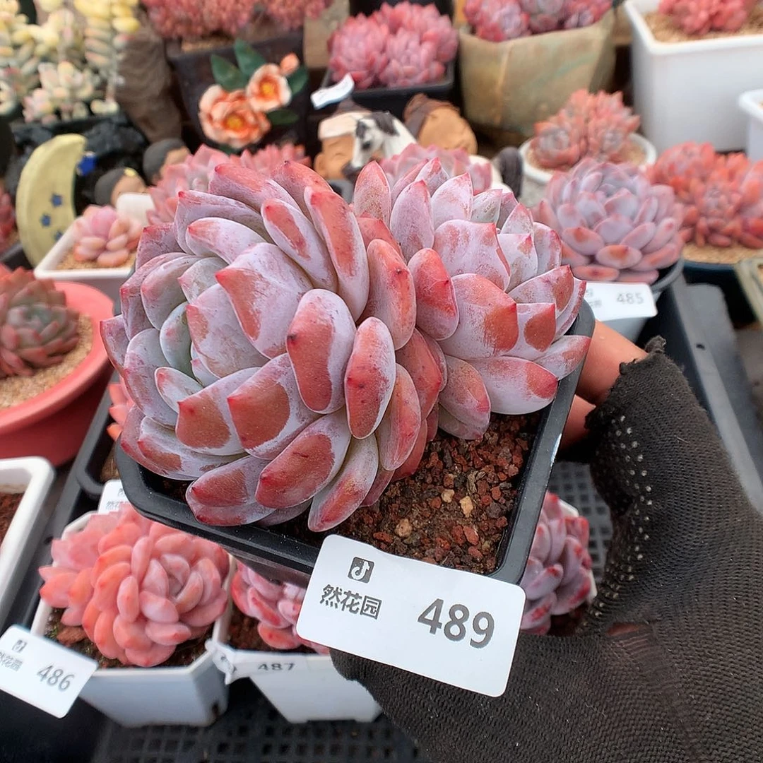 489雪天使多肉植物6633