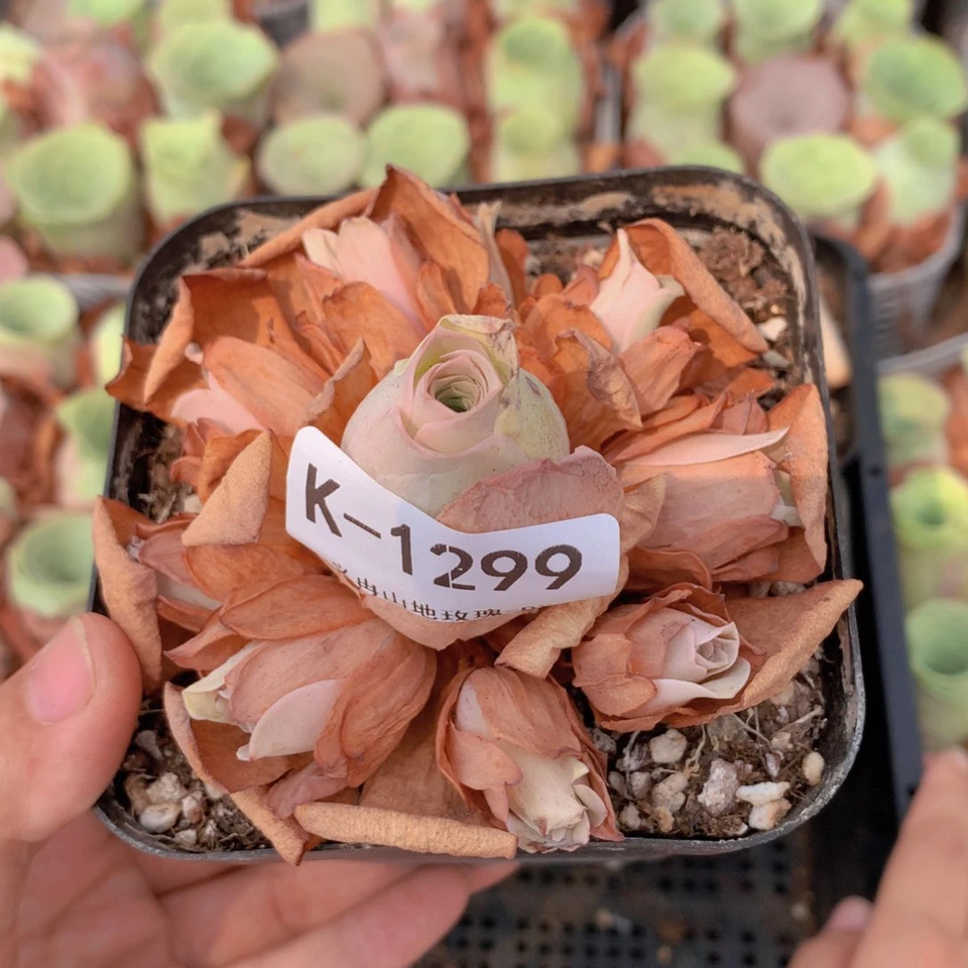 1299 会掉侧芽不售后