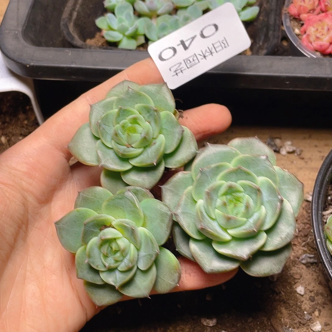 多肉植物多肉植物40