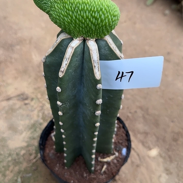 我***花无花朵嫁接青蛇缀47