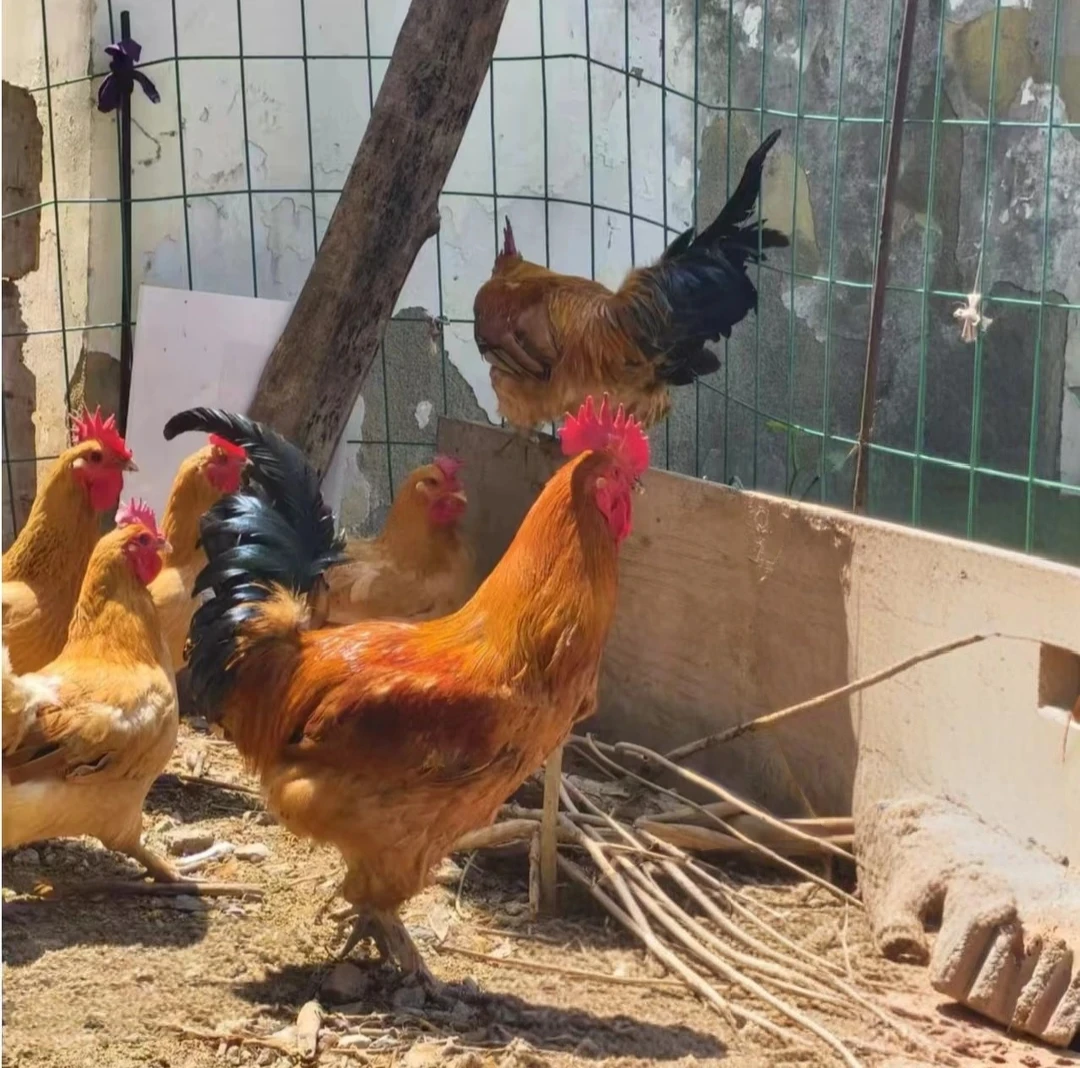 （朱书记助农）公鸡农户家中散养现杀冷冻顺丰发货