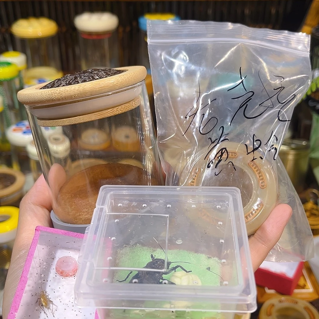 蟋蟀橄榄核万体+黑虫叫罐+黄蛉+电报蛉