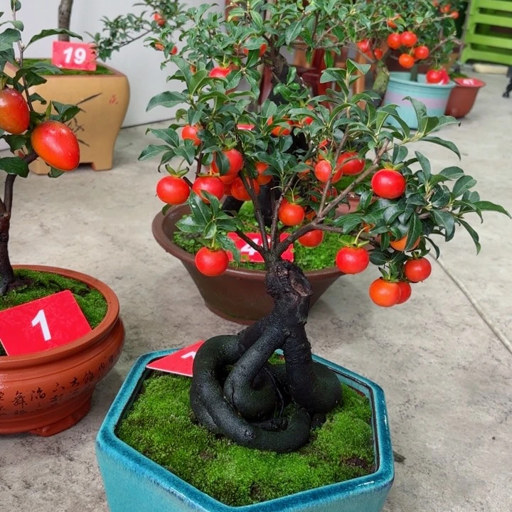 无花朵用****1金弹子盆景树