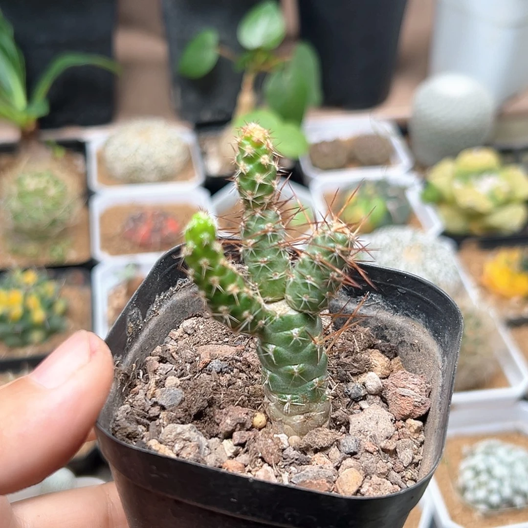 无花朵红狐团扇稀有品种