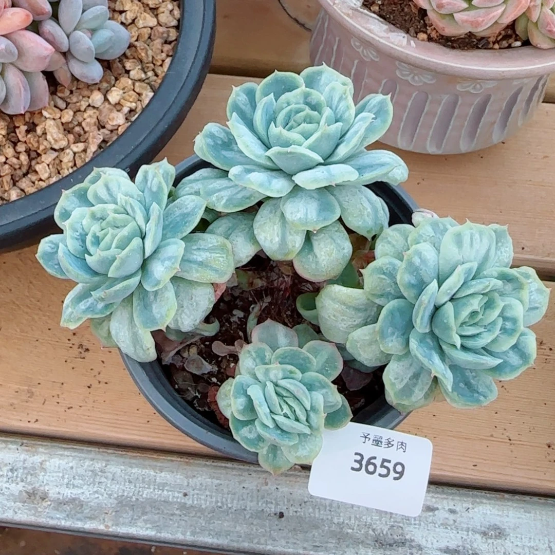 泡泡纱群，3659多肉植物