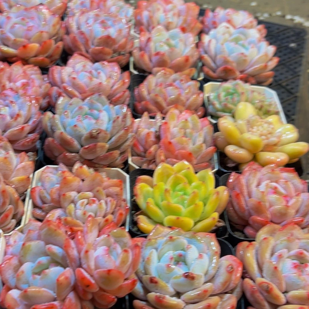 899多肉葡萄领导人物库资料