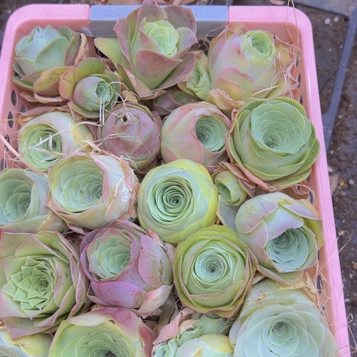 裸根不带土发货带框