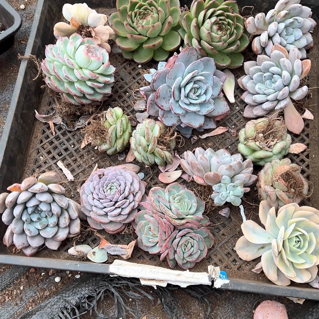 多肉植物一物一拍