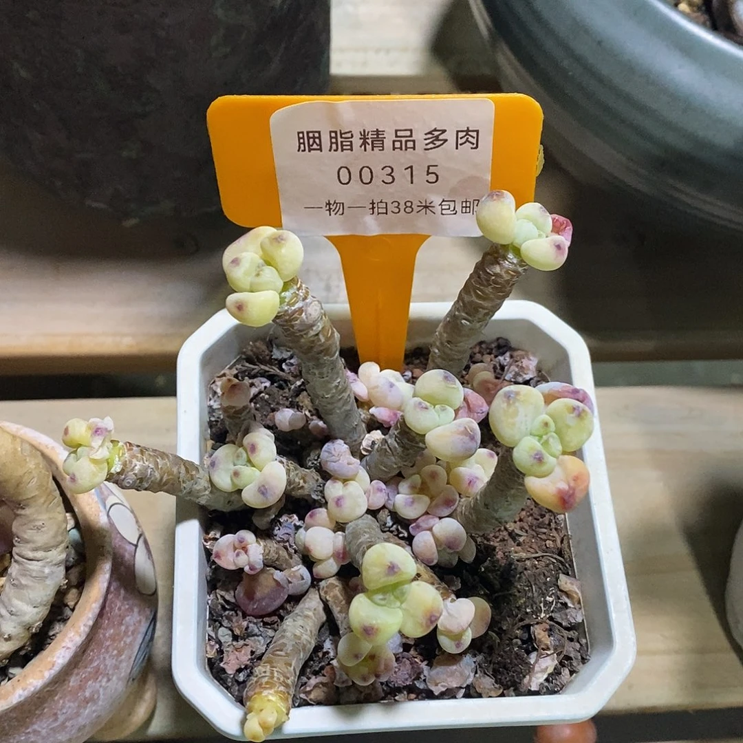 00315？哦璐璐哦璐璐小雨