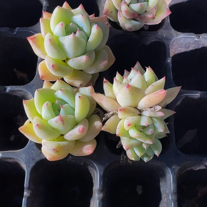 白啦糖1.5带土发