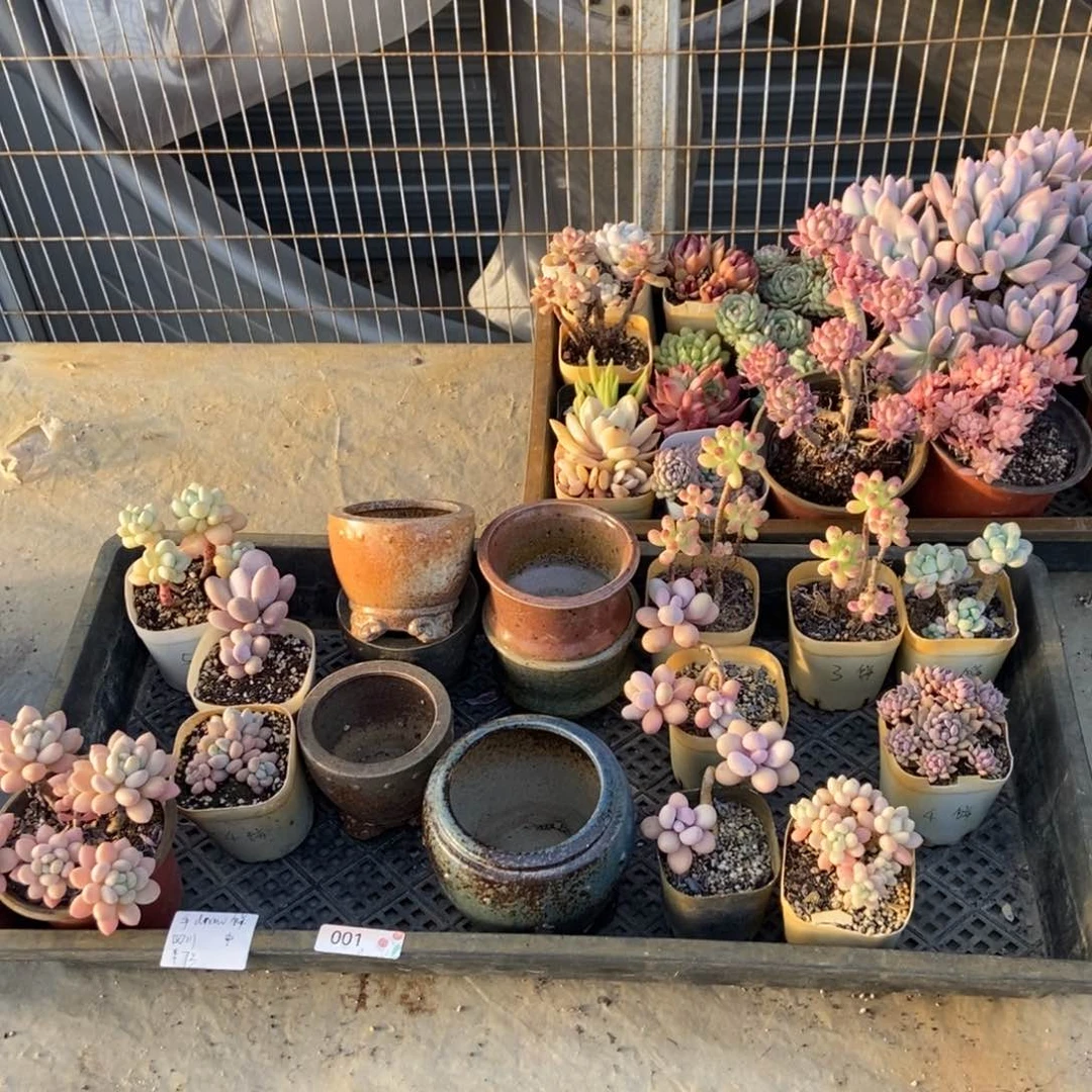 001号盆6个花11个手抓饼专拍桃蛋断枝不售后