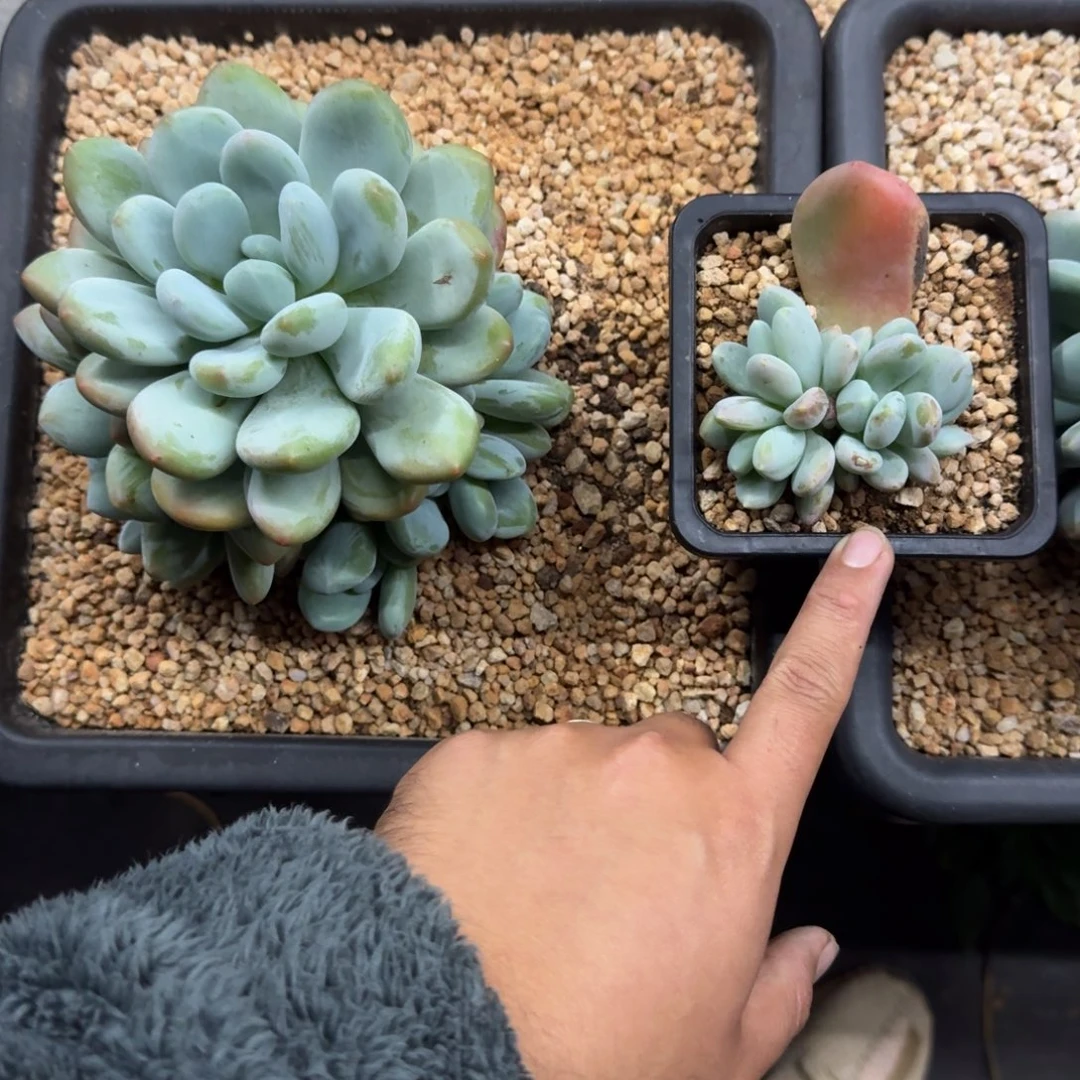 X系列 美人新品 叶插 一物一拍