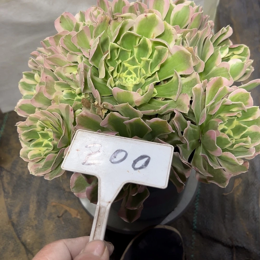 多肉植物白风法师200