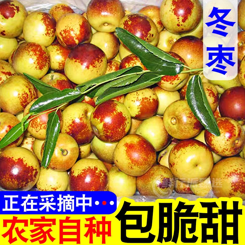 【脆甜冬枣】正宗冬枣新鲜现摘大理蜜枣青红冬枣超甜应季水果奶枣