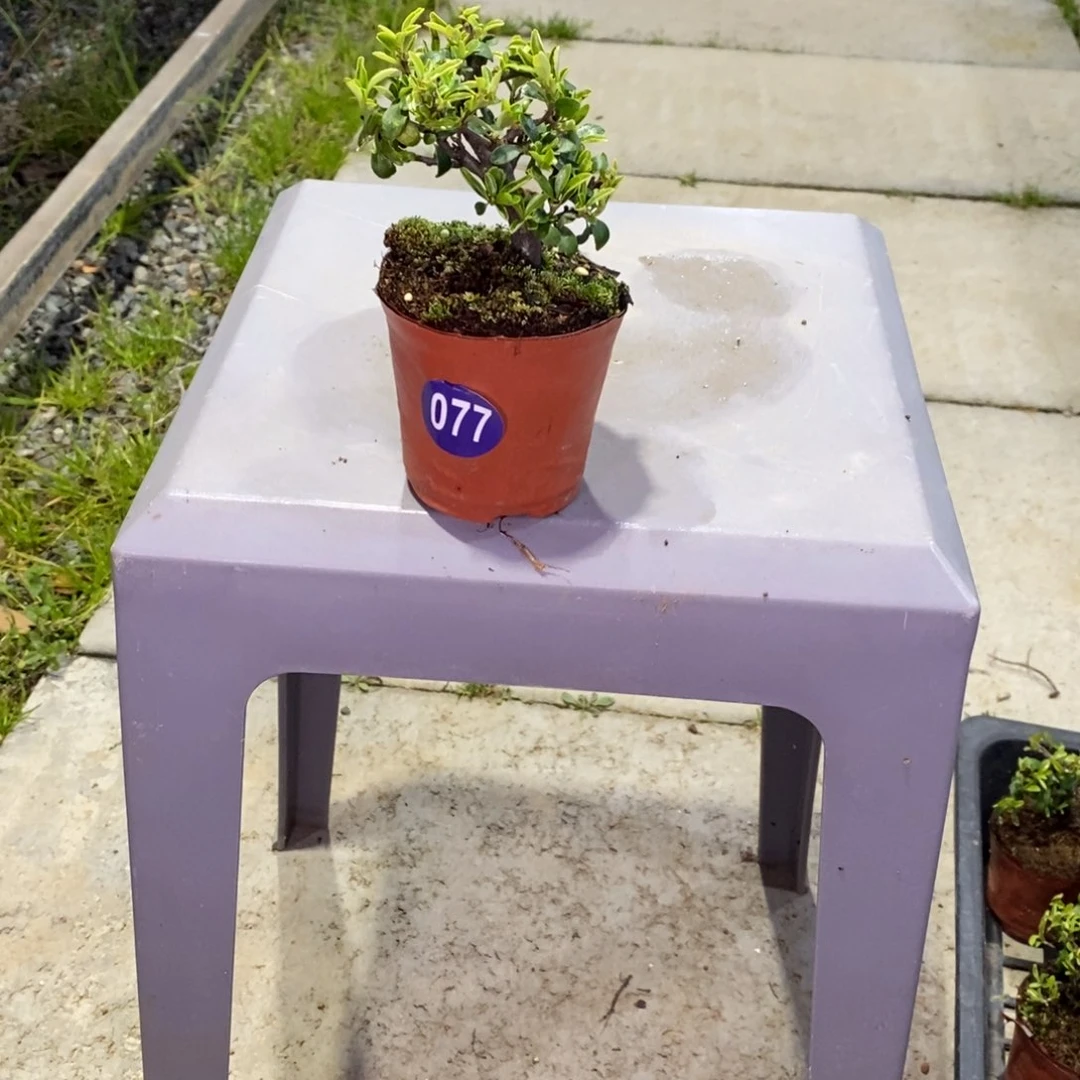 红陶№****7红红火火过大年077