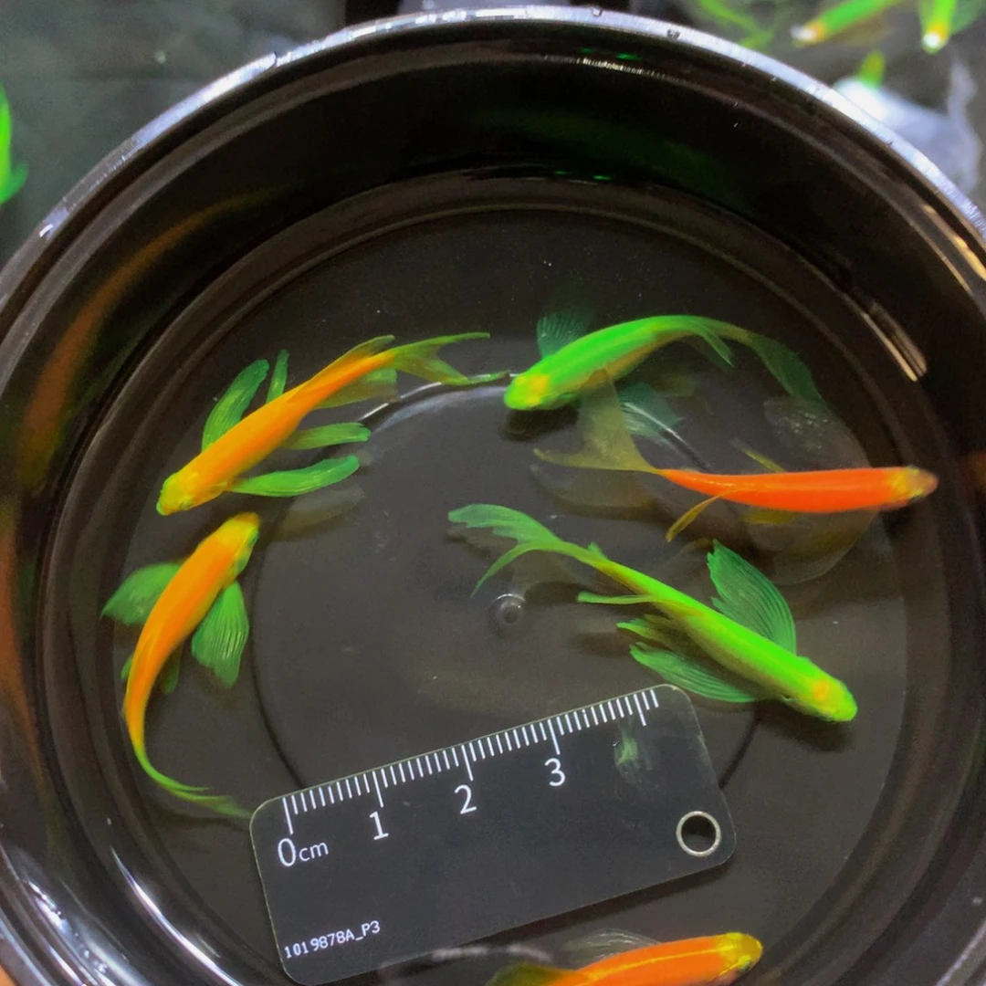 斑马鱼大号蝶翼斑马混搭6条（4-5厘米）