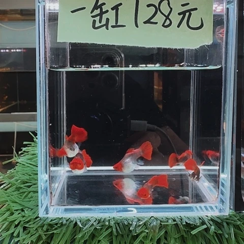 用***5海水深海蓝贵族球一缸3对