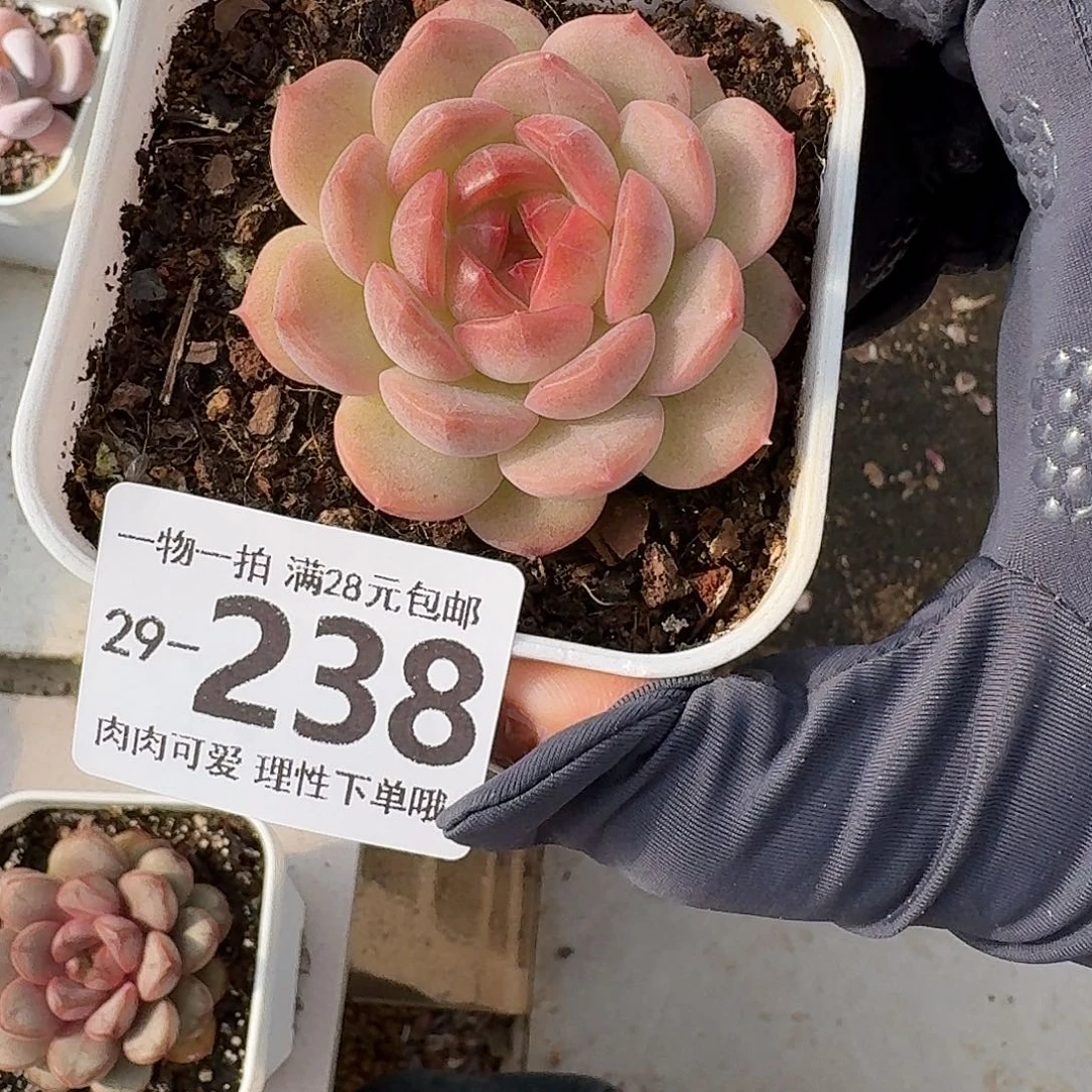 琴心无盆土发货无