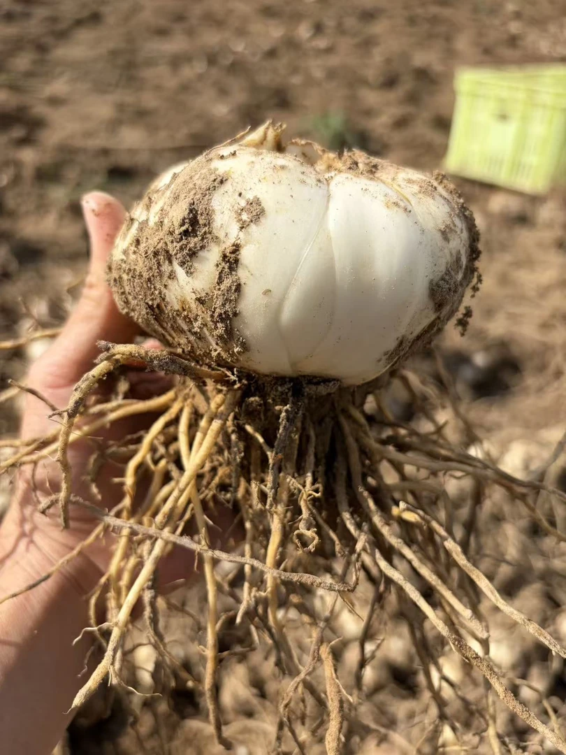 正宗新鲜兰州甜百合天然健康滋补可煮粥食用