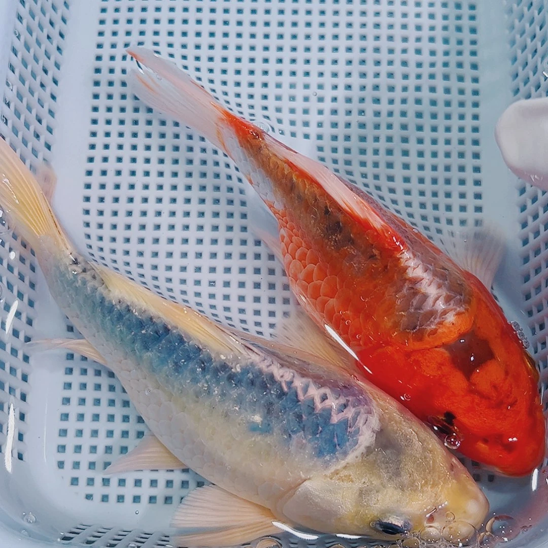 锦鲤锦鲤冷水鱼观赏鱼116