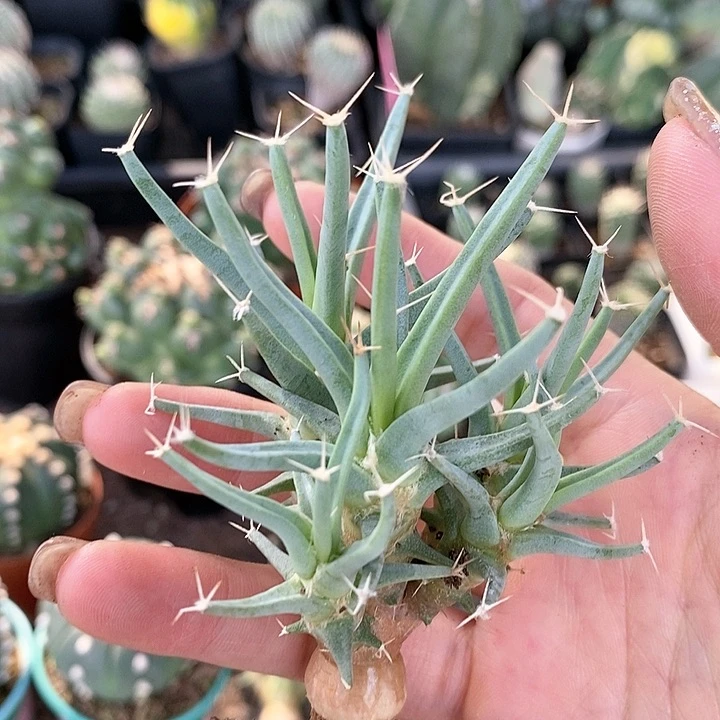 花花草草花花草草