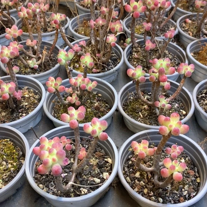 139。乙女心。不售后。