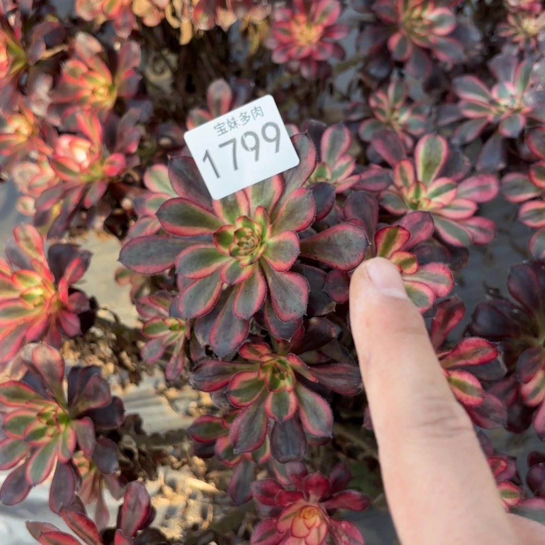 郑***爱白月光一物一拍1799一号捧