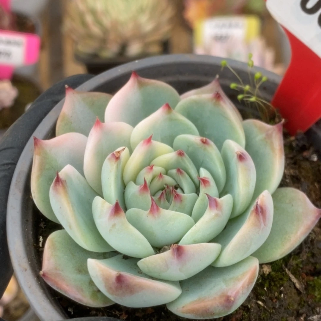 606吉娃娃锦锦锦锦锦