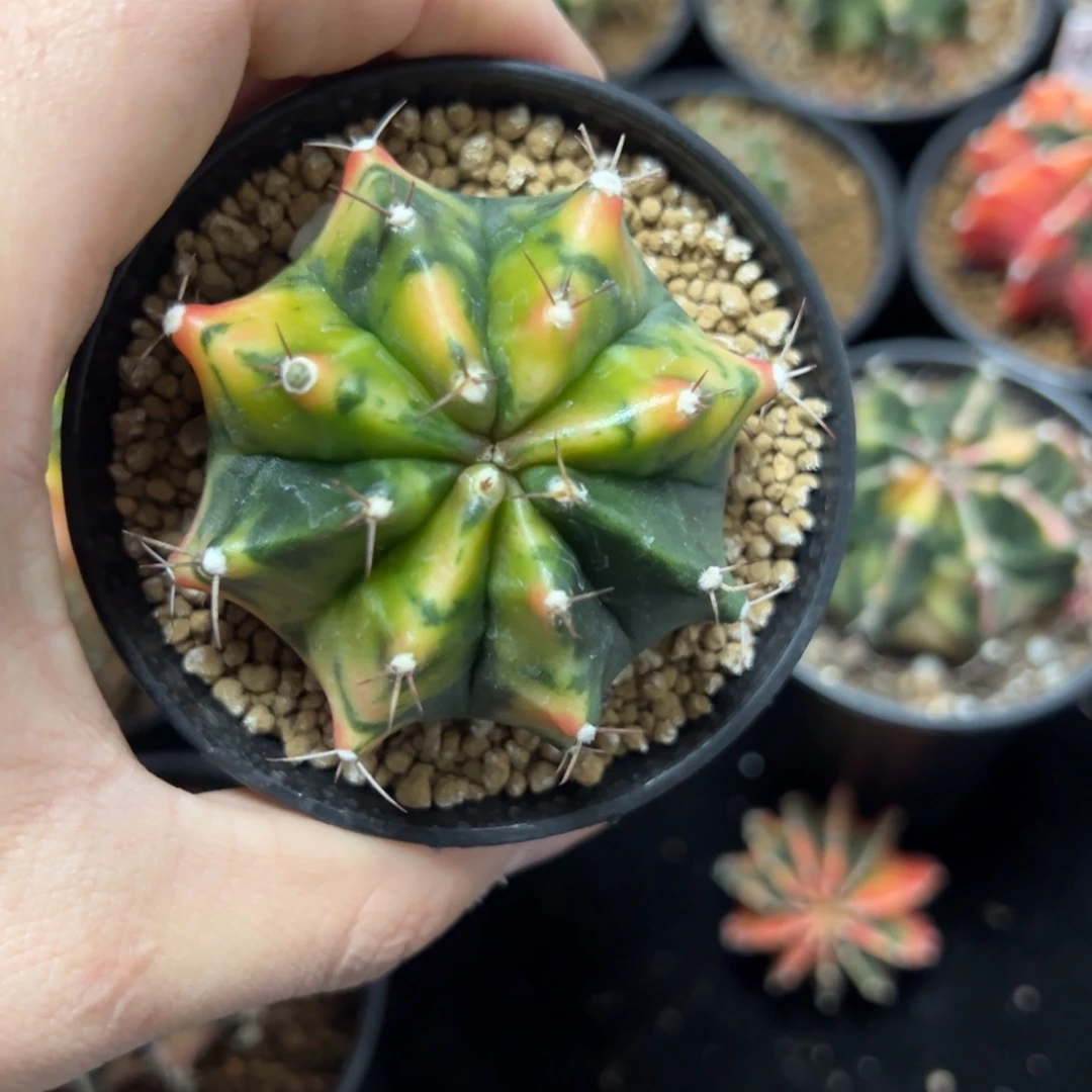 米哈锦侧芽自根带盆土发货