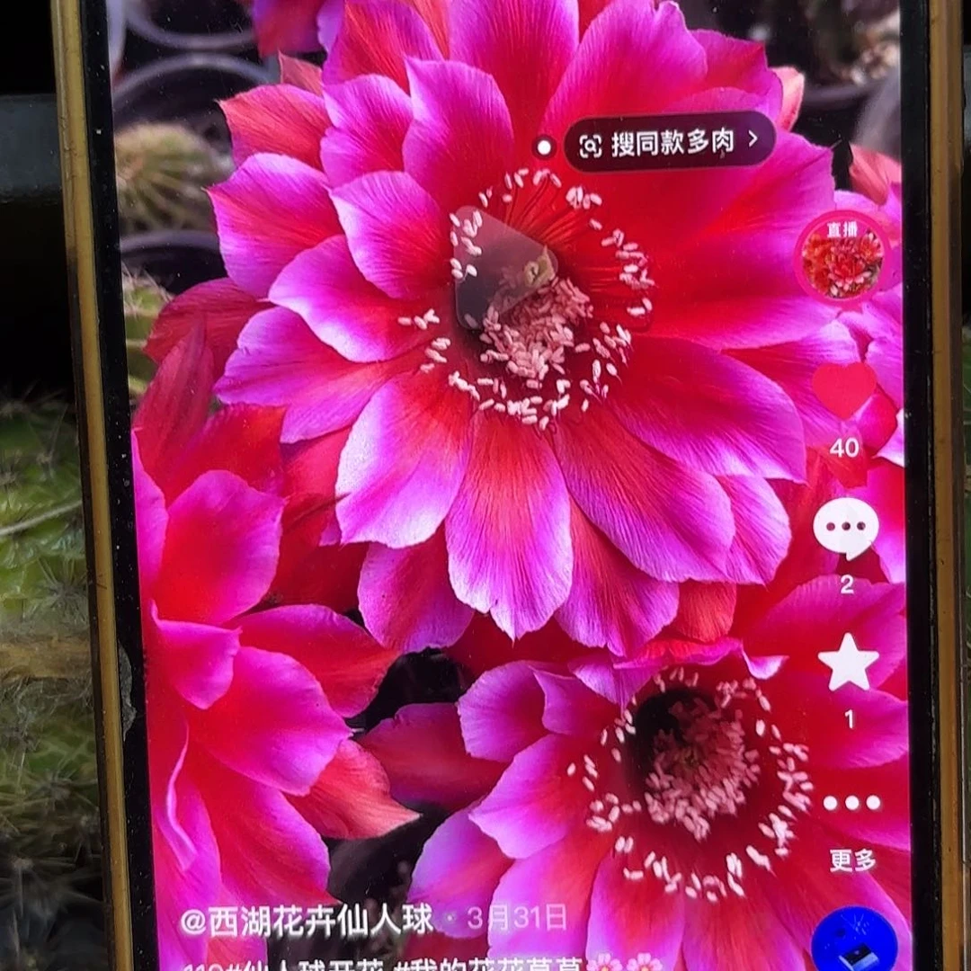 119贵妃醉彩侧牙20包邮仙人球32