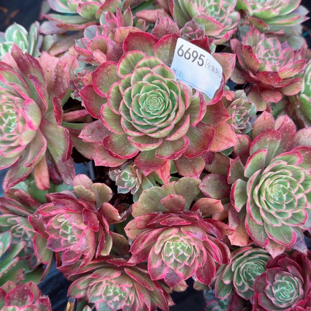 情****伴6695莲花座多肉多肉