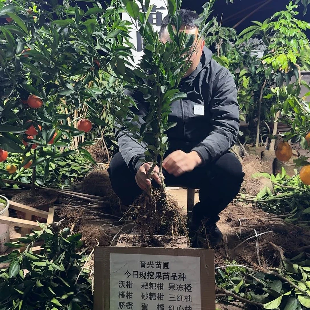 完全开放耙耙柑果树苗组合