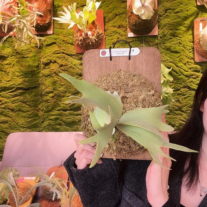 不开花植物小体SoHo