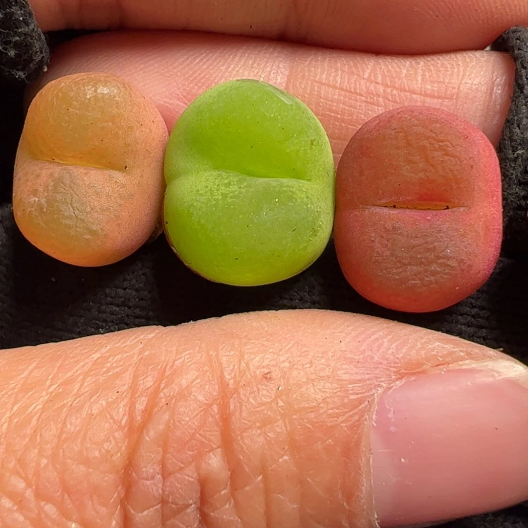 743多肉植物百科
