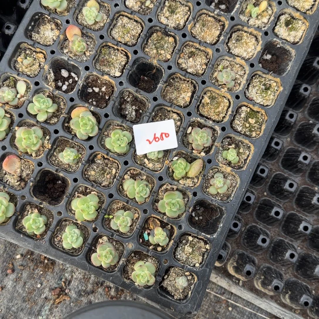 2650 号一半托满20包邮