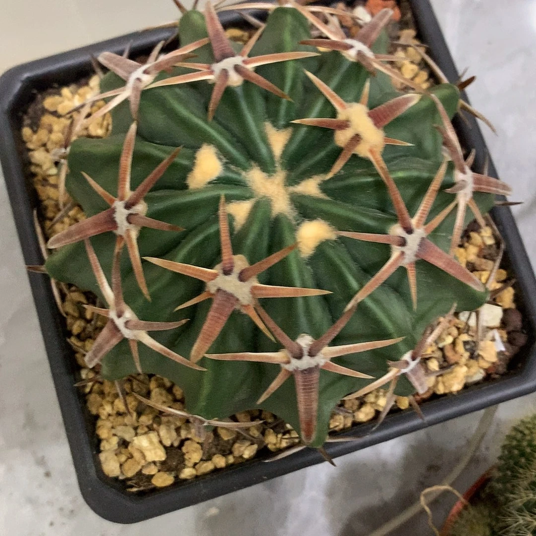 实生根宽刺凌波11公分