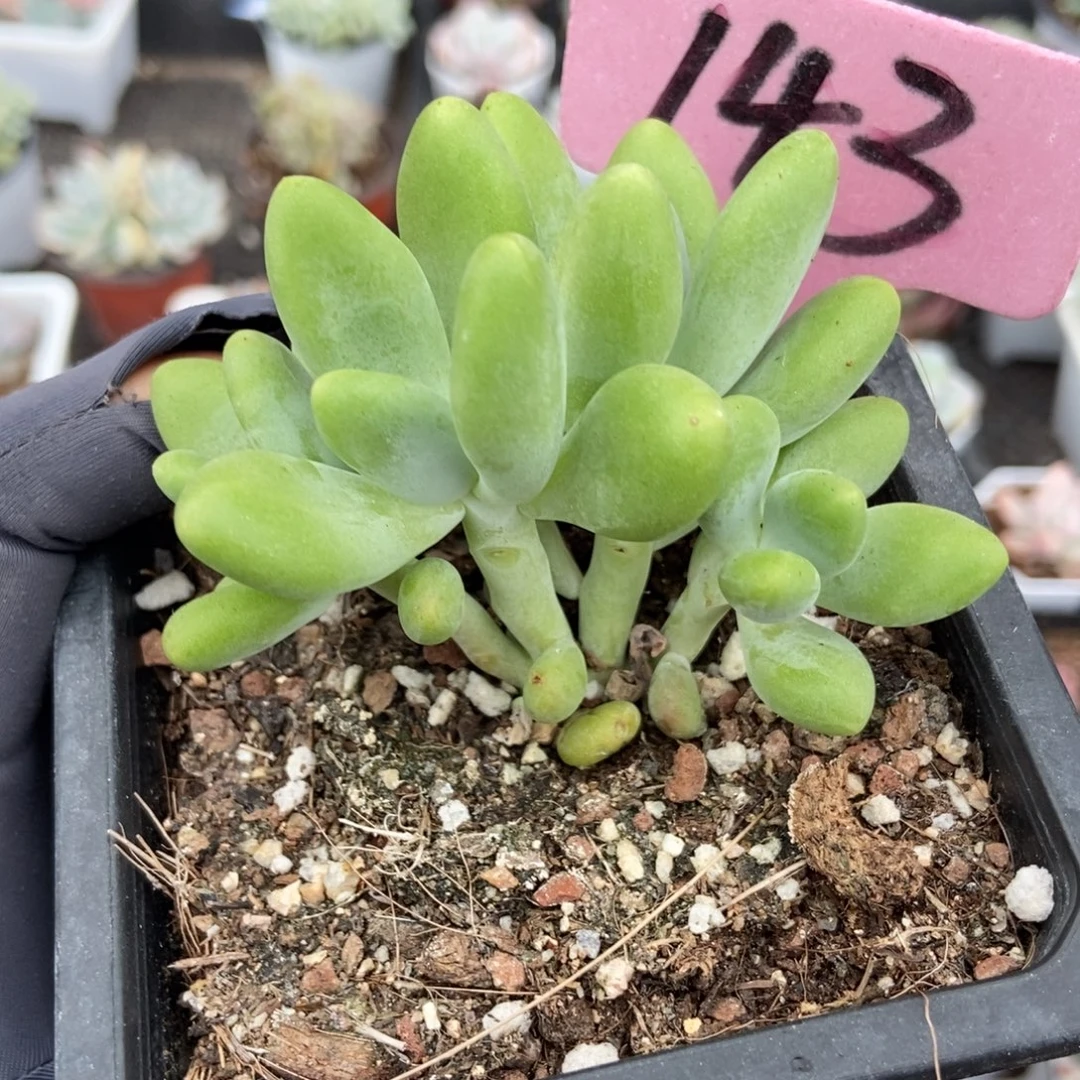 143多肉植物多肉植物