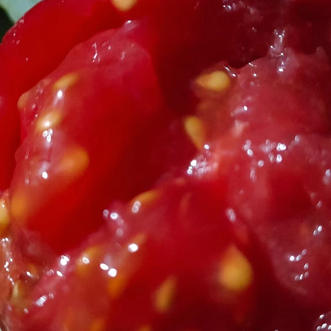 原味1号水果小西红柿精品果