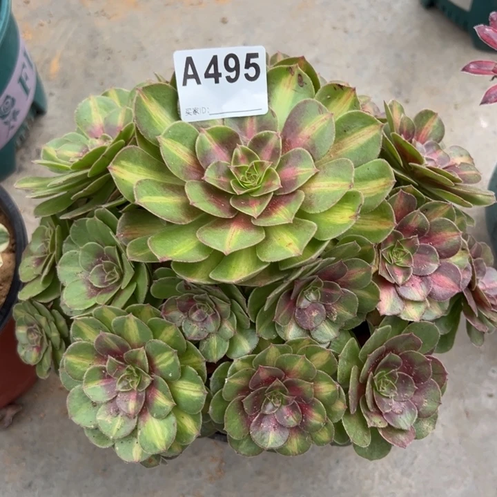 495抹茶23厘米左右