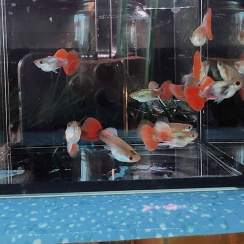 余***长海水白金象耳短体10条