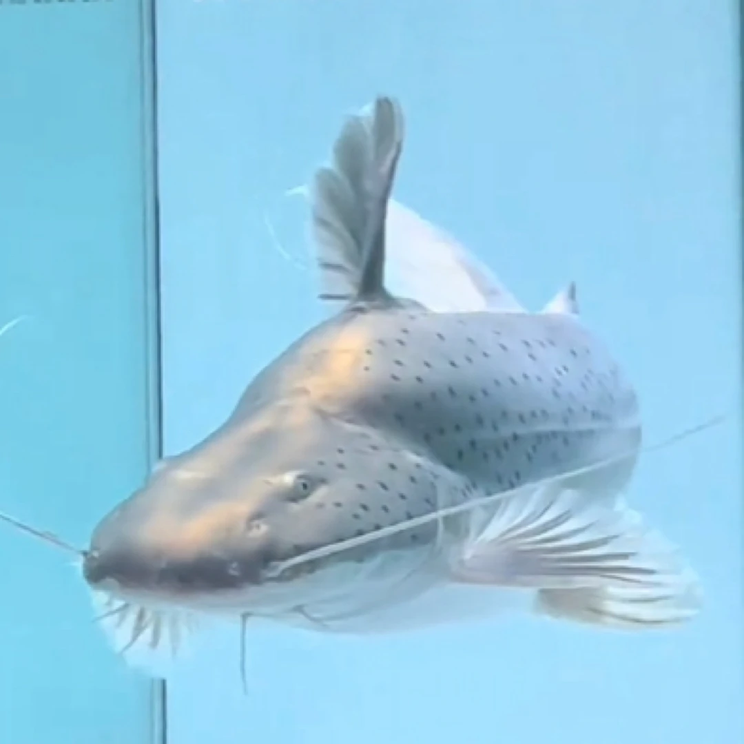 撒旦鸭嘴 斑马鸭嘴 牛头鸭嘴 沙东鸭嘴 麦克鸭嘴招财猫底层鱼淡水