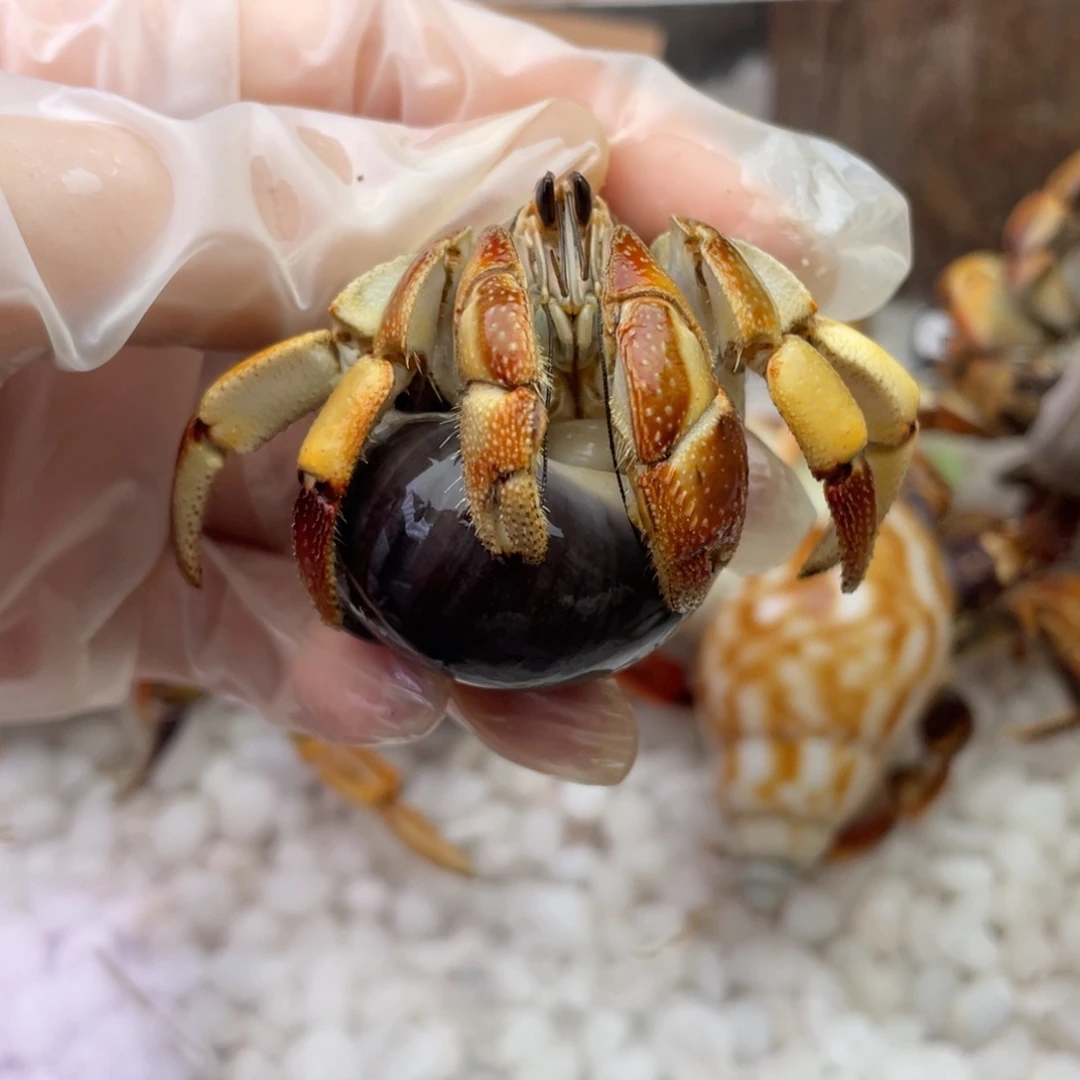 2.8带蕾丝裙边瓜瓜14