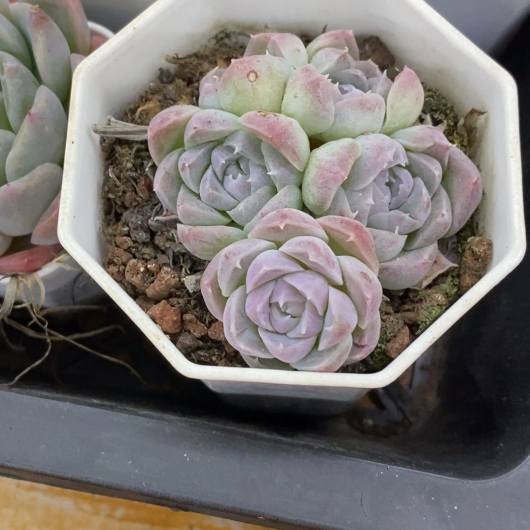 精品多肉一物一拍不包整391