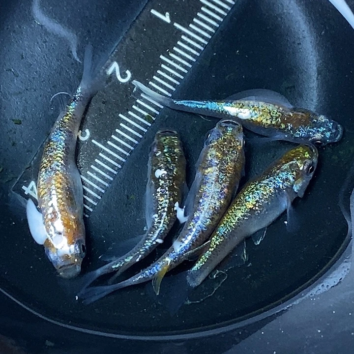 青鳉鱼海王星一组74