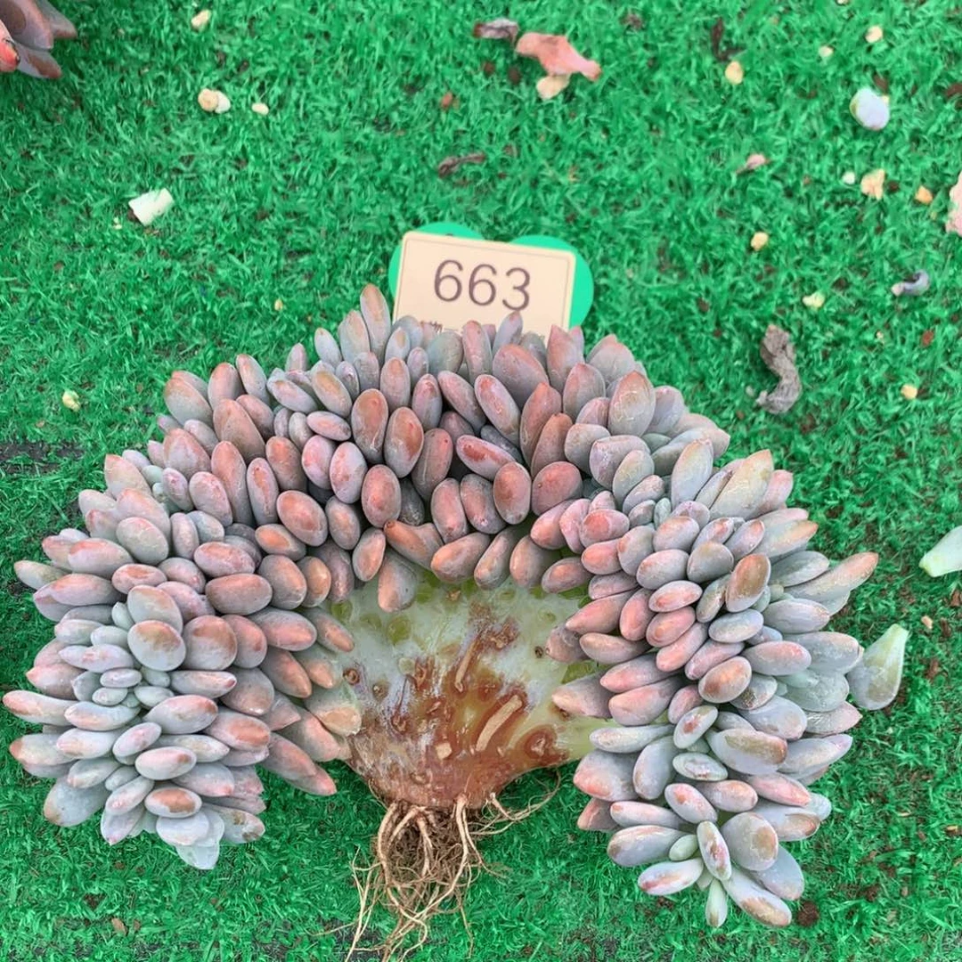 粉兔缀化15公分663